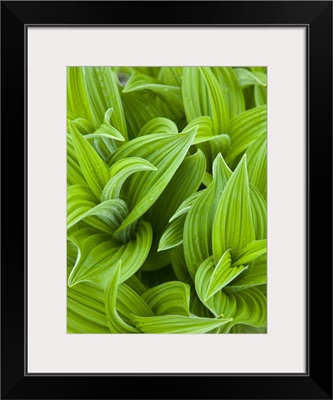 Corn lilly aka False Hellebore in Glacier National Park in Montana