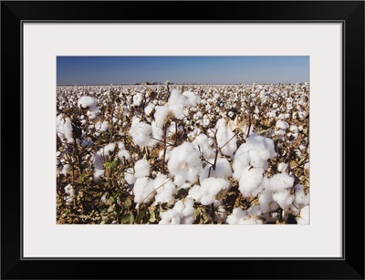 Cotton Plant, Gossypium hirsutum, cotton field, Lubbock, Panhandle, Texas