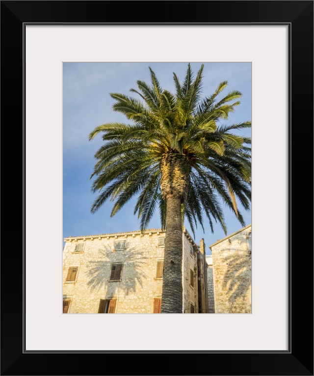 Croatia, Hvar. Palm trees and shadow along the promenade.