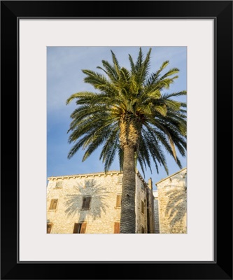 Croatia, Hvar, Palm Trees And Shadow Along The Promenade