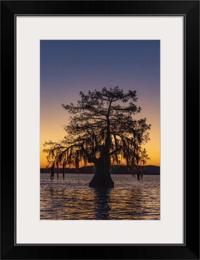 Cypress trees silhouetted at sunrise in autumn at Lake Dauterive near Loreauville, Louisiana, USA.