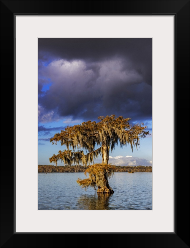 Cypress trees in autumn at Lake Martin near Lafayette, Louisiana, USA.