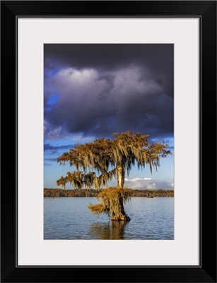 Cypress Trees In Autumn At Lake Martin Near Lafayette, Louisiana, USA