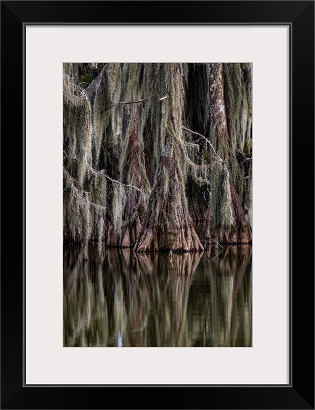 Cypress trees reflect at Lake Martin near Lafayette, Louisiana, USA.