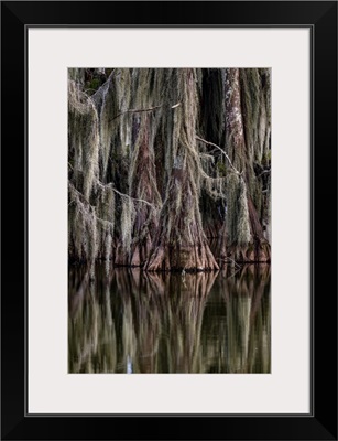 Cypress Trees Reflect At Lake Martin Near Lafayette, Louisiana, USA