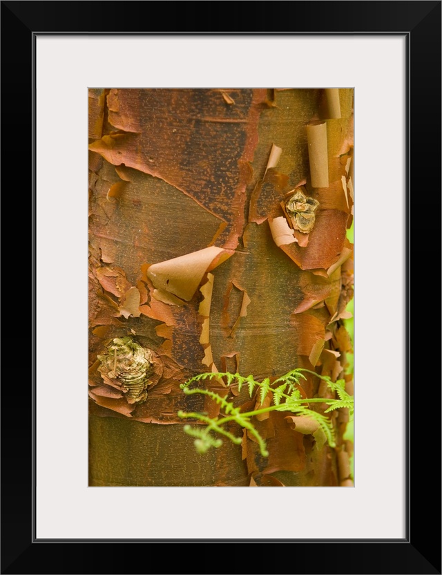 Dramatic pattern and color in peeling paperbark with fern