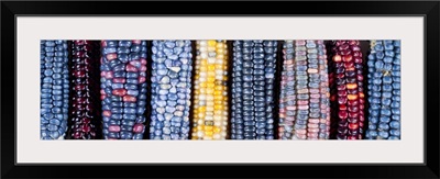 Ears of Native American corn (Zea mays) including Hopi Blue, Vadito Blue, Escondido Blue