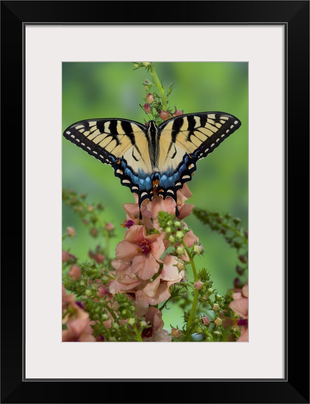 Eastern Tiger Swallowtail Butterfly, Papilio glaucus.