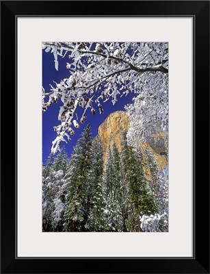 El Capitan framed by snow-covered black oaks in winter, Yosemite