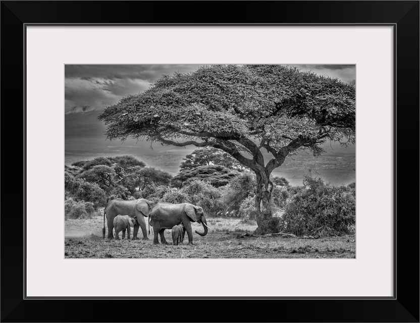 Elephant family, Amboseli Nation Park, Africa.