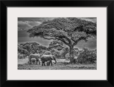 Elephant Family, Amboseli Nation Park, Africa