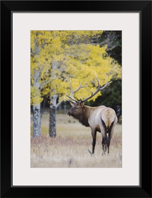 Elk, bull with aspen trees with fall colors, Rocky Mountain National Park, Colorado