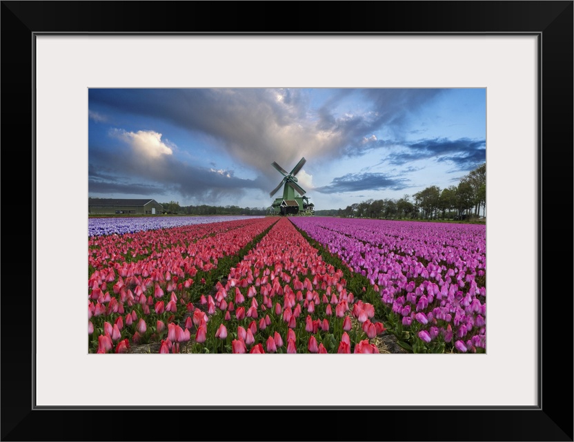 Europe, Holland. Composite of windmill and rows of tulips.