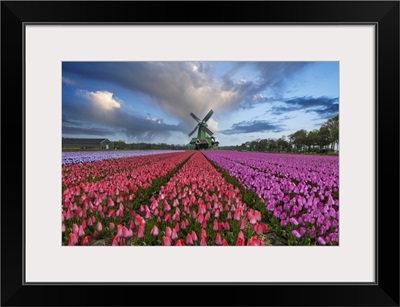 Europe, Holland, Composite Of Windmill And Rows Of Tulips