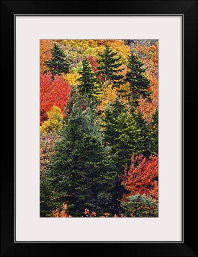 Fall colors in the southern Appalachian Mountains near Grandfather Mountain, North Carolina