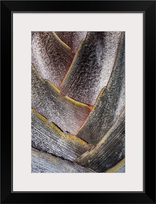 Fan Detail Of Travelers Palm Tree, Maui, Hawaii