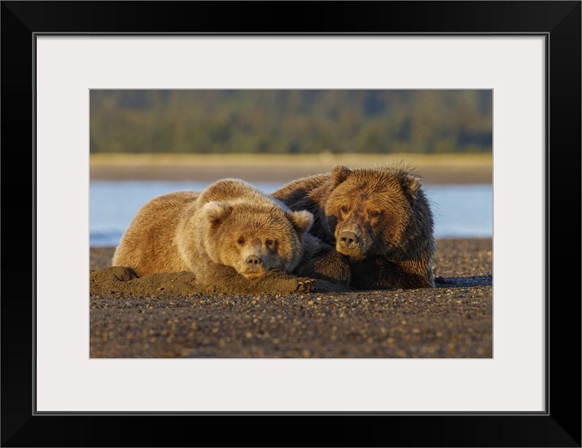 Adult female grizzly bear and cub sleeping together on beach at sunrise, Lake Clark National Park and Preserve, Alaska. Un...