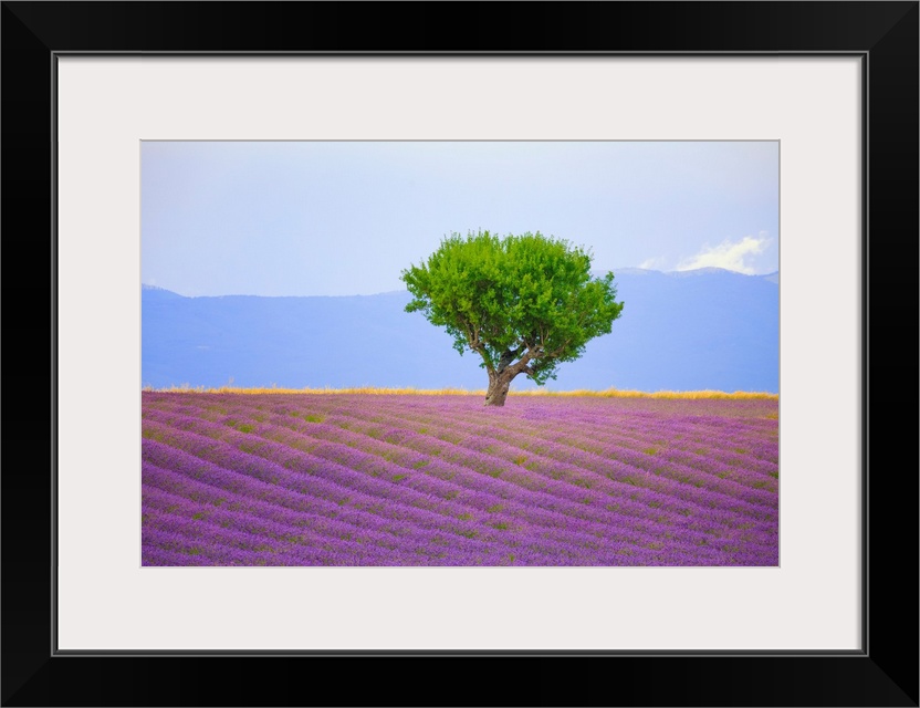 France, Provence, Valensole Plateau. Field of lavender and tree. Credit: Jim Nilsen