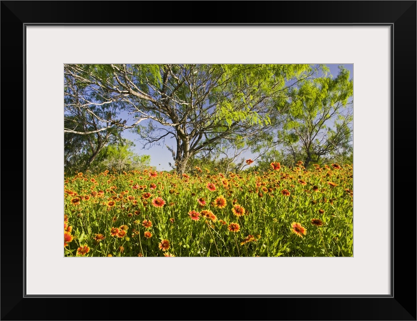 Firewheels (Gaillardia pulchella) wildflowers growing in mesquite trees, s. Texas, USA, spring