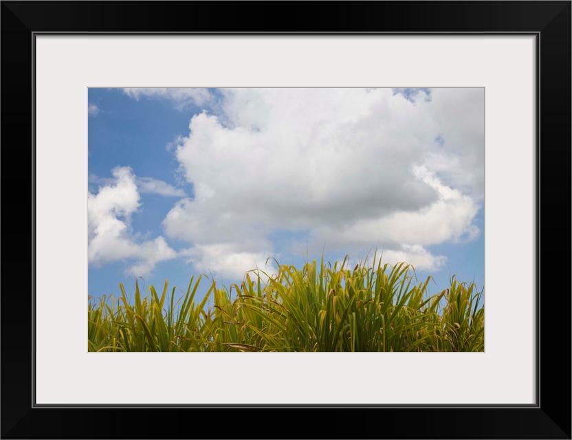 France, Reunion Island, Les Makes, Sugar Cane