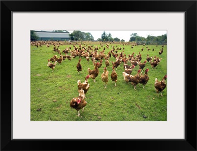 Free Range Hens On An Organic Farm