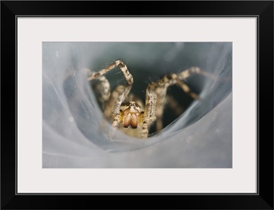Funnel Web Spider, Agelenidae, adult in Web, Willacy County, Rio Grande Valley, Texas