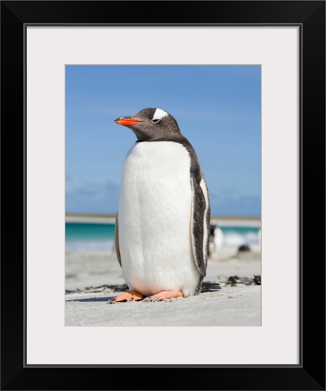 Gentoo Penguin (Pygoscelis papua), Falkland Islands. South America, Falkland Islands, January.