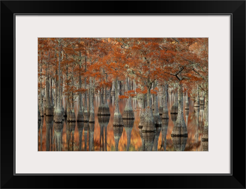 USA, Georgia, Autumn, cypress trees at George Smith State Park.