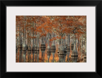 Georgia, Autumn, cypress trees at George Smith State Park