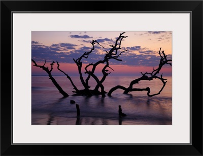 Georgia, Jekyll Island, Driftwood Beach at sunrise