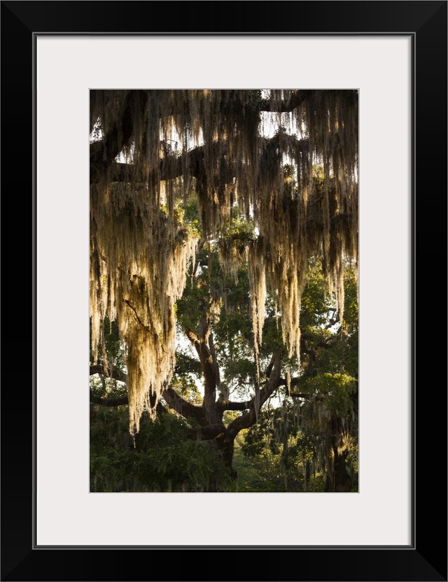 Georgia, Jekyll Island, live oak trees.