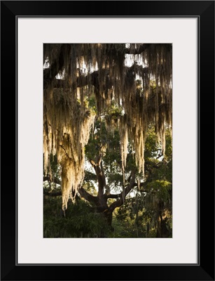 Georgia, Jekyll Island, live oak trees