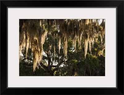 Georgia, Jekyll Island, live oak trees