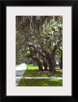 Georgia, Jekyll Island. Southern Live Oak tree covered in Spanish moss