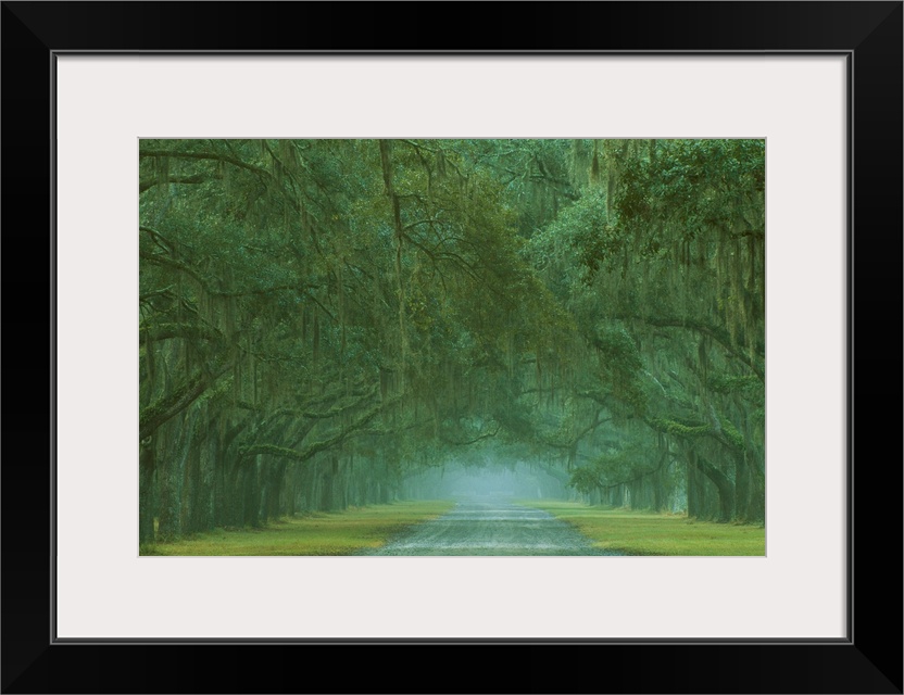 USA; Georgia; Oak lined drive at Historic Wormsloe Plantation near Savannah.