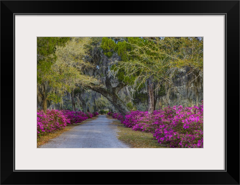 North America, USA, Georgia, Savannah, Azaleas along drive in Historic Bonaventure Cemetery.