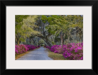 Georgia, Savannah, Azaleas along drive in Historic Bonaventure Cemetery