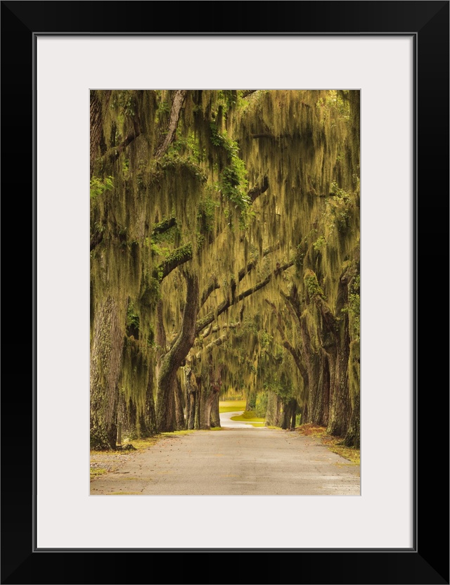 USA, Georgia, Savannah, Entrance drive to Bethesda School in Savannah.