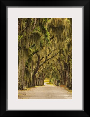 Georgia, Savannah, Entrance drive to Bethesda School in Savannah