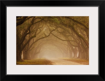 Georgia, Savannah, Fog and Oak trees along drive at Wormsloe Plantation