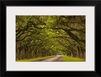 Georgia, Savannah, Mile long oak drive at Historic Wormsloe Plantation