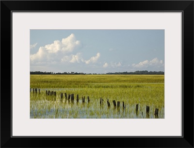 Georgia, Savannah, Tidal marsh with pilings