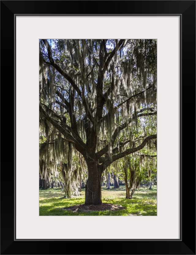 Georgia, St. Simons Island, Fort Frederica National Monument, live oak trees.