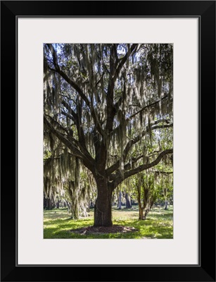 Georgia, St. Simons Island, Fort Frederica National Monument, live oak trees