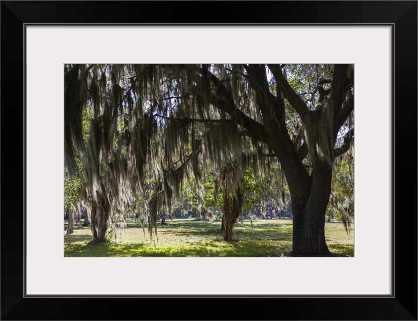 Georgia, St. Simons Island, Fort Frederica National Monument, live oak trees.