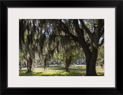 Georgia, St. Simons Island, Fort Frederica National Monument, live oak trees