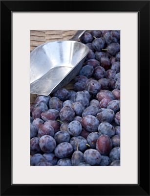 Germany, Passau, Open-air farmer's market, ripe plums with scoop