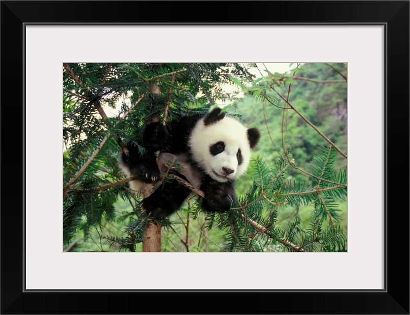 Giant Panda cub climbs a tree, Wolong Valley, Sichuan Province, China.