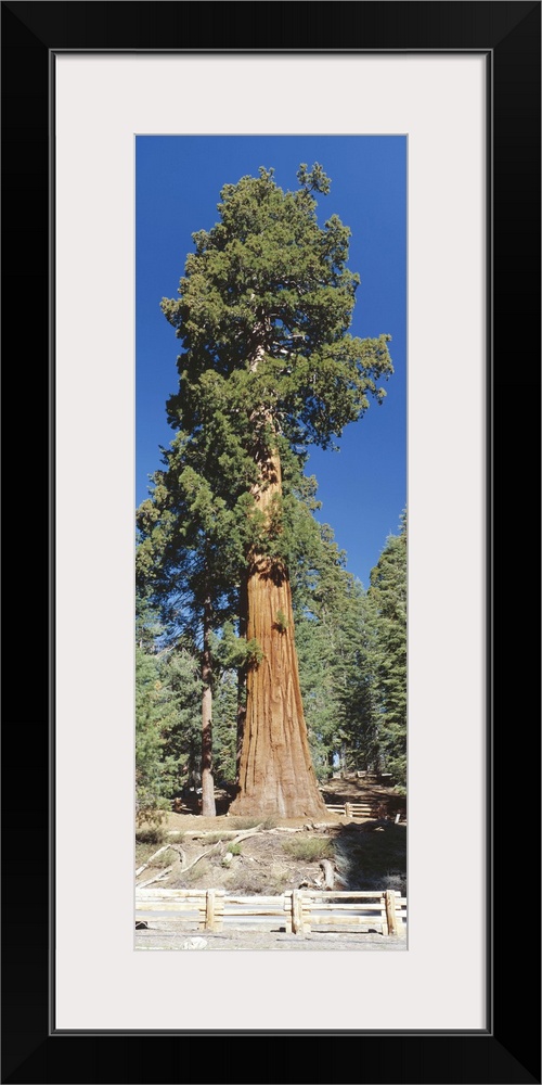 Giant Sequoia tree (Sequoiadendron giganteum) in Giant Forest, Sequoia Kings Canyon Nat'l Park, CA