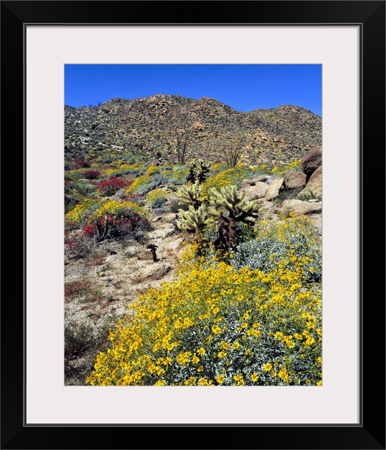 USA, California, Anza-Borrego Desert State Park. Golden brittlebrush grows in the arid soil of Anza-Borrego Desert State P...